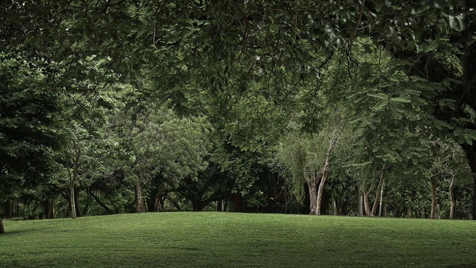 Lawn