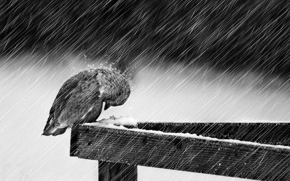 rain-photography-wallpaper